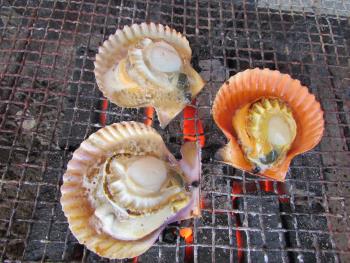 ヒオウギ貝 ヒオウギ貝