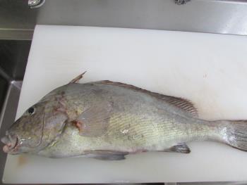 コーコ鯛 コーコ鯛