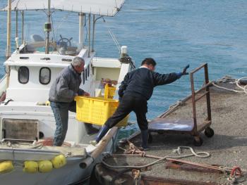 水揚げ風景 水揚げ風景
