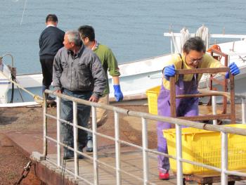 水揚げ風景 水揚げ風景