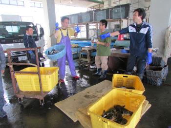 水揚げ風景 水揚げ風景
