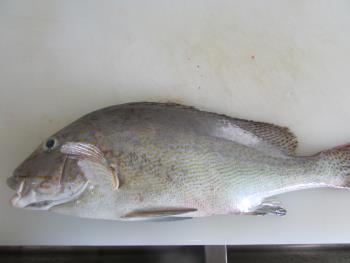 コーコ鯛 コーコ鯛