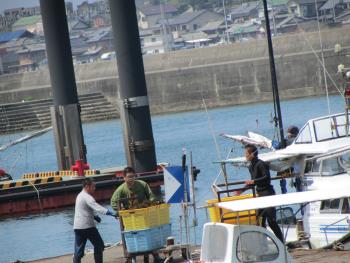 メカブ漁 メカブ漁