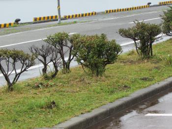 草はらい 草はらい