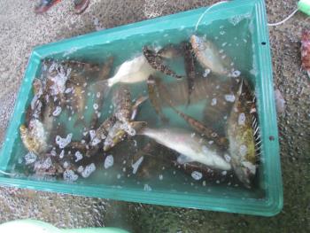 はやさき市 はやさき市