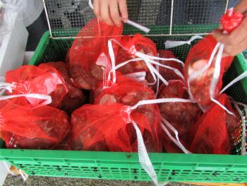 はやさき はやさき