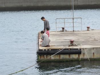 イルカウォッチング イルカウォッチング