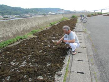 ヒジキ取り ヒジキ取り