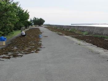 ヒジキ収穫 ヒジキ収穫