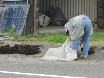ヒジキ収穫 ヒジキ収穫