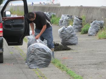 ヒジキ収穫 ヒジキ収穫