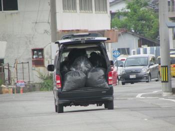 ヒジキ収穫 ヒジキ収穫