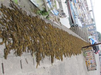 ヒジキ収穫 ヒジキ収穫