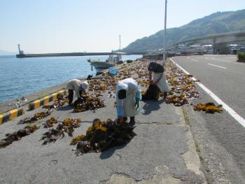 かじめ干し かじめ干し