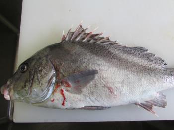 コーコ鯛 コーコ鯛