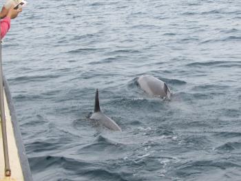 イルカウォッチング イルカウォッチング