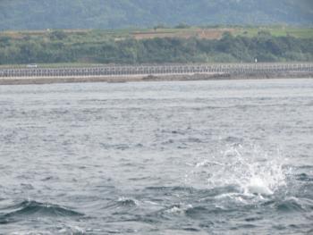 イルカウォッチング イルカウォッチング