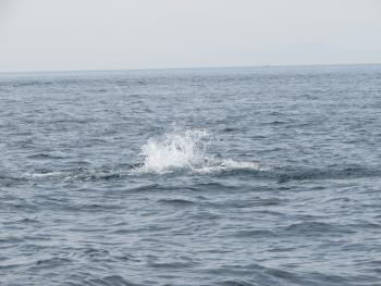 イルカウォッチング イルカウォッチング