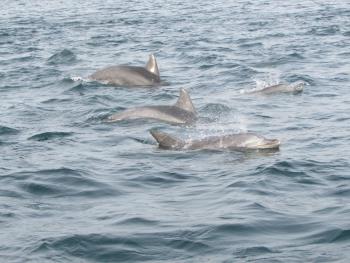 イルカウォッチング イルカウォッチング