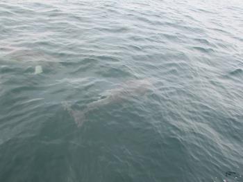 イルカウォッチング イルカウォッチング