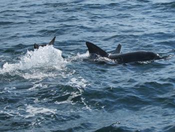 イルカウォッチング イルカウォッチング