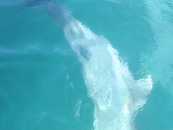 イルカウォッチング イルカウォッチング