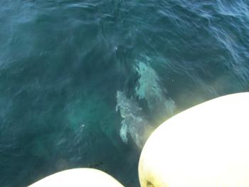 イルカウォッチング イルカウォッチング