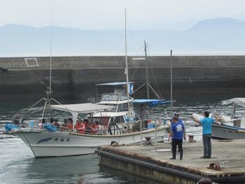 イルカウォッチング イルカウォッチング