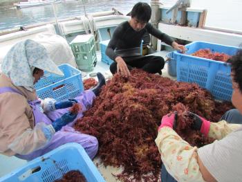 トサカえり トサカえり