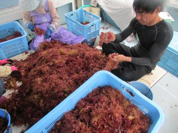トサカの選別 トサカの選別