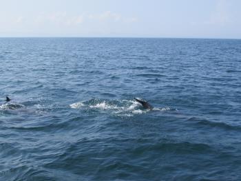 イルカさん イルカさん