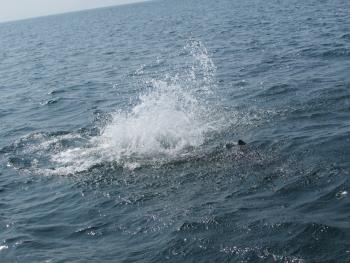 イルカウォッチング イルカウォッチング