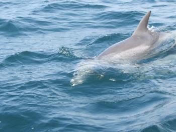 イルカウォッチング イルカウォッチング