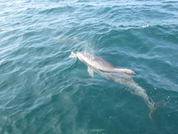 イルカウォッチング イルカウォッチング