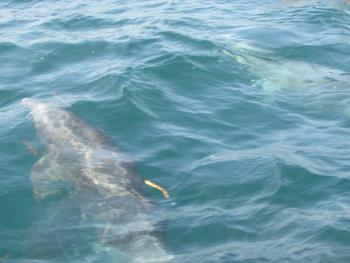 イルカウォッチング イルカウォッチング