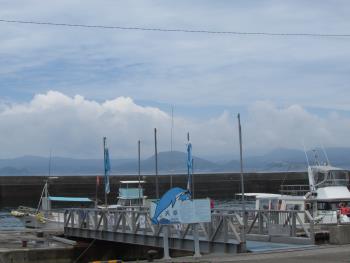 イルカウォッチング イルカウォッチング