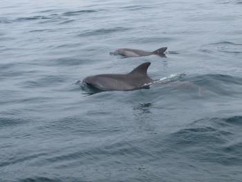 イルカウォッチング イルカウォッチング
