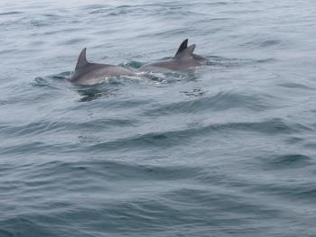 イルカウォッチング イルカウォッチング