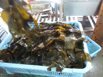 クロメ丼 クロメ丼