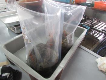 クロメ作業 クロメ作業